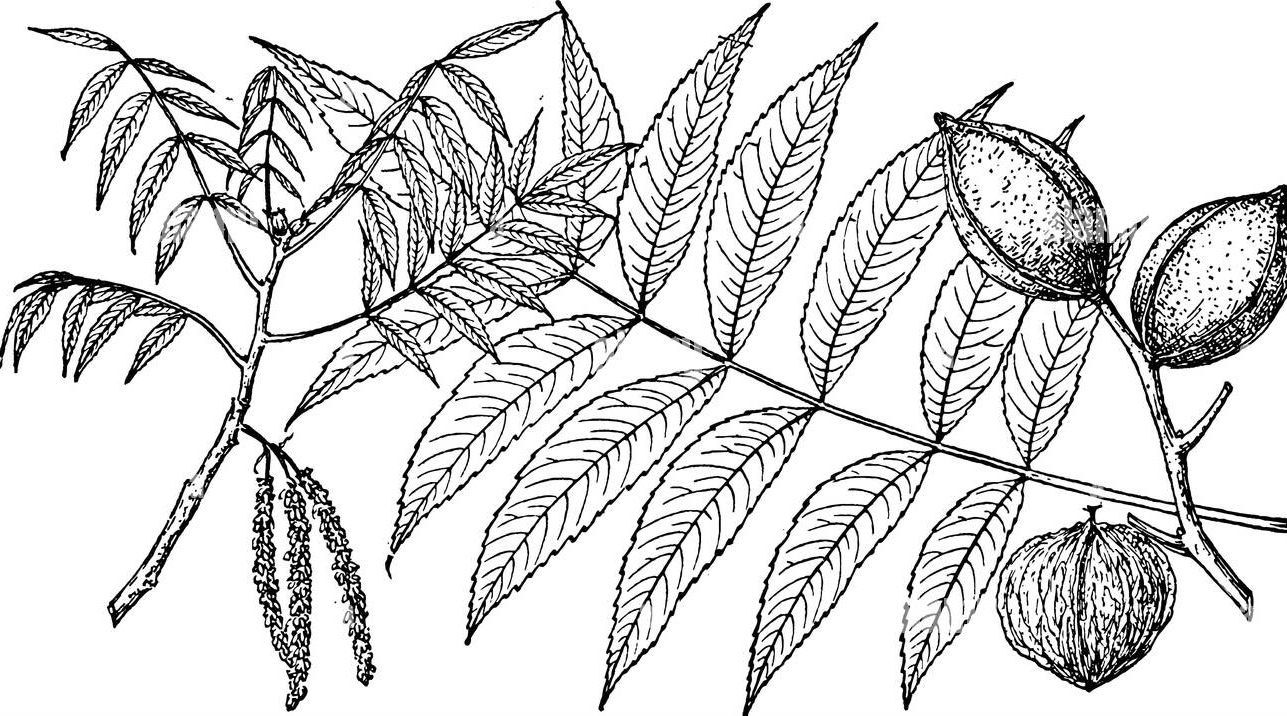 Sketch-of-Chinese-hickory