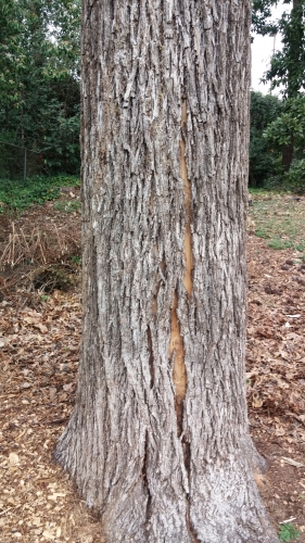 Trunk-of-Chinese-hickory