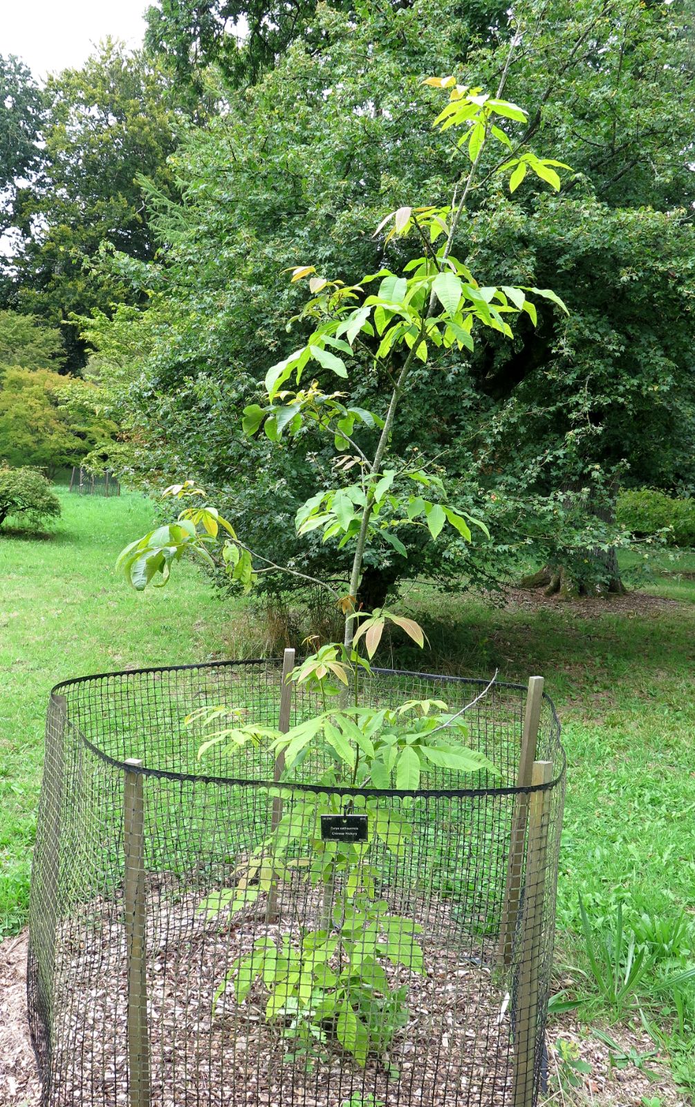 Young-Chinese-hickory-tree
