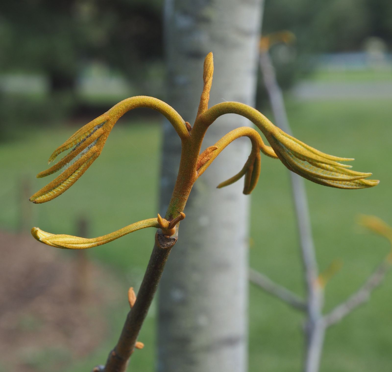 Young-buds-of-Chinese-hickory