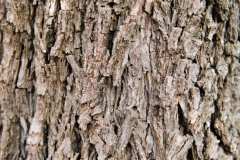 Bark-of-Chinese-hickory