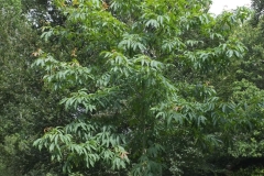 Chinese-hickory-tree