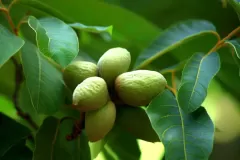 Immature-fruits of Chinese hickory