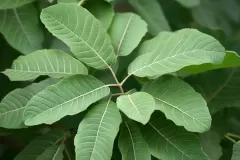 Leaves of Chinese hickory