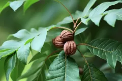 Mature-fruits of Chinese hickory