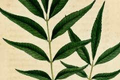 Plant-illustration-of-Chinese-hickory