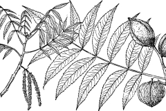 Sketch-of-Chinese-hickory