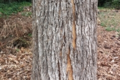 Trunk-of-Chinese-hickory