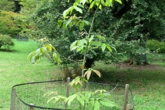 Young-Chinese-hickory-tree