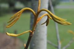 Young-buds-of-Chinese-hickory