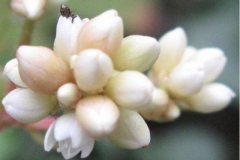 Closer-view-of-flower-of-Chinese-knotweed