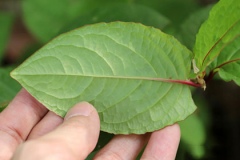 Closer-view-of-leaf-of-Chinese-knotweed