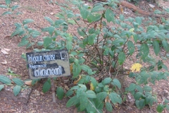 Cultivated-Chinese-knotweed-plant