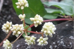 Flower-of-Chinese-knotweed