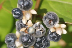 Fruits-of-Chinese-knotweed
