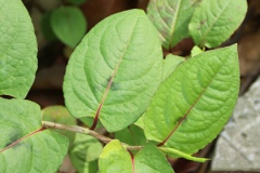 Leaves-of-Chinese-knotweed