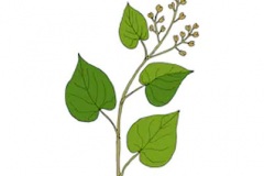 Plant-Illustration-of-Chinese-knotweed