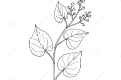 Sketch-of-Chinese-knotweed