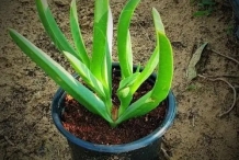Chinese-licorice-plant-grown-on-pot