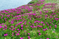 Chinese-licorice-plant-growing-wild