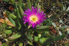 Chinese-licorice-plant