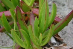 Closer-view-of-leaves-of-Chinese-licorice