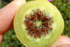 Half-cut-chinese-licorice-fruit