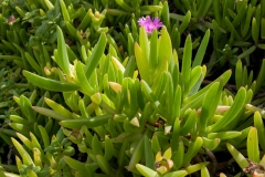 Leaves-of-Chinese-licorice