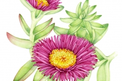 Plant-illustration-of-Chinese-licorice