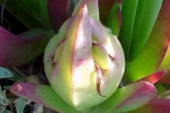 Ripening-Chinese-licorice-fruits