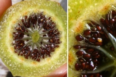 Seeds-of-Chinese-licorice