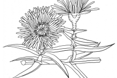 Sketch-of-Chinese-licorice