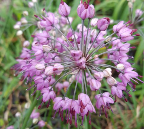 Closer-view-of-flowers-of-Chinese-onion