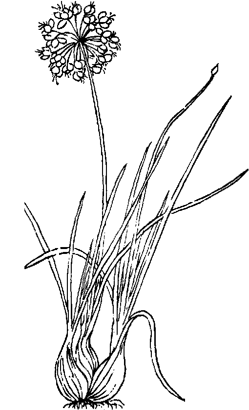 Sketch-of-Chinese-onion