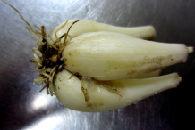 Bulbs-of-Chinese-Onion