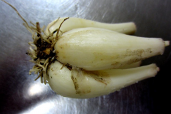 Bulbs-of-Chinese-Onion