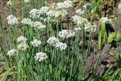 Chinese-onion-Plant