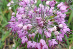 Closer-view-of-flowers-of-Chinese-onion