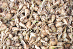Dried-bubs-of-Chinese-Onion