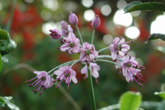 Flowers-of-Chinese-onion