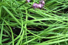Leaves-of-Chinese-onion