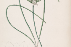 Plant-Illustration-of-Chinese-Onion