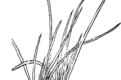 Sketch-of-Chinese-onion