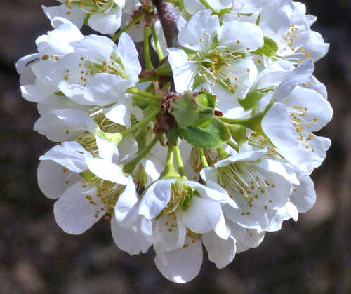 Closer-view-of-flower-of-Chinese-Plum