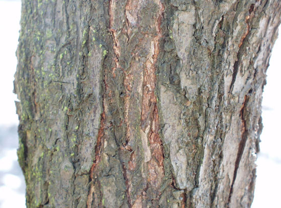 Matured-bark-of-Chinese-Plum-tree