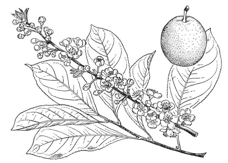 Plant-Illustration-of-Chinese-Plum