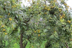 Chinese-Plum-tree