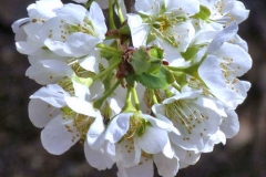 Closer-view-of-flower-of-Chinese-Plum