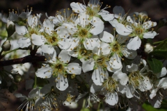 Flowers-of-Chinese-Plum