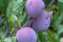 Mature-Chinese-Plum